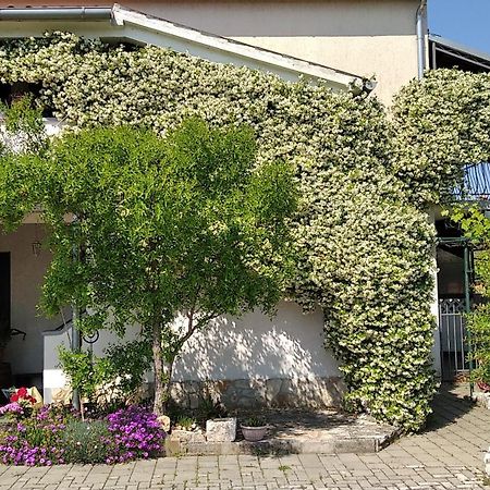 Apartment Sasa Bozac 波雷奇 外观 照片